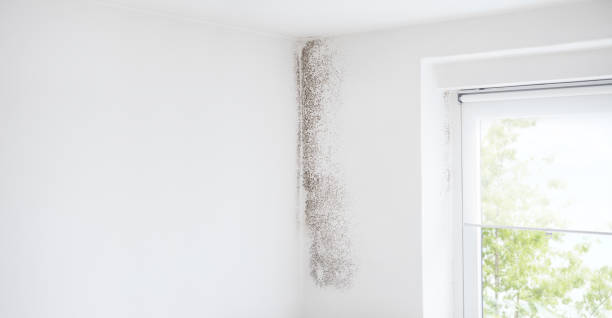 Four Corners, OR Mold Removal Company